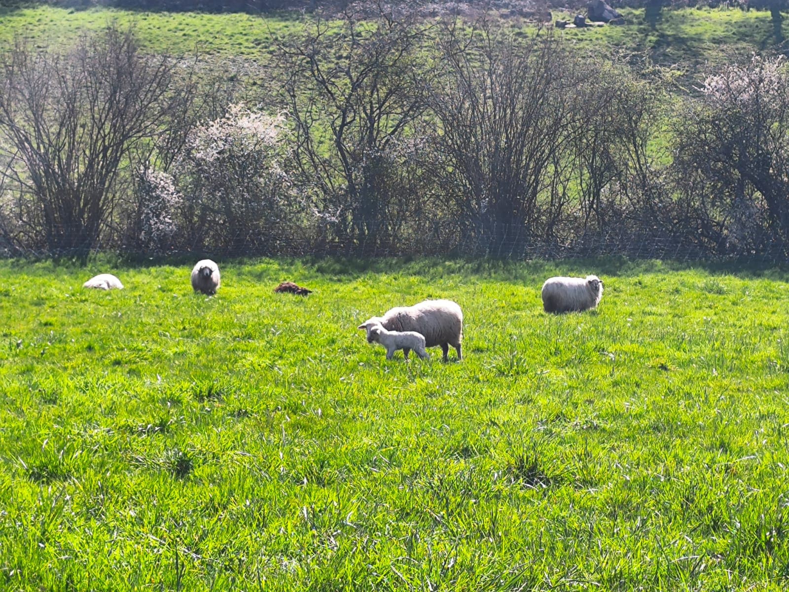 Les Moutons
