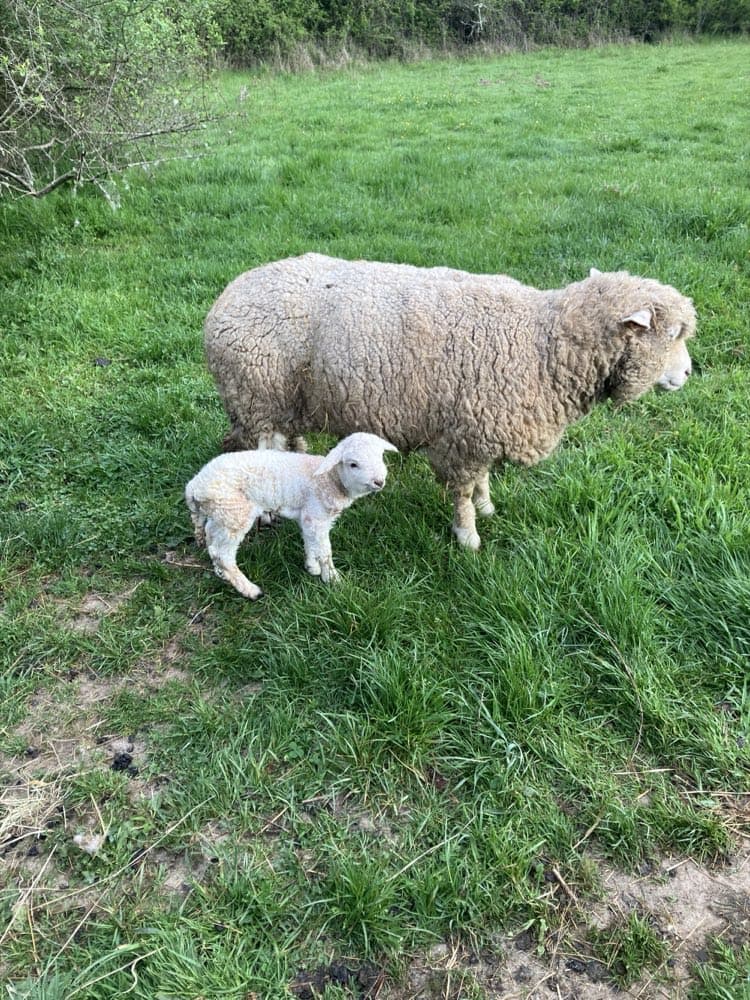 Les Moutons
